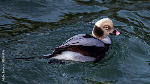 The long-tailed duck 