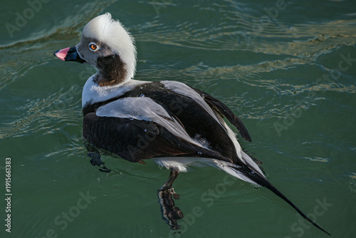 The long-tailed duck 