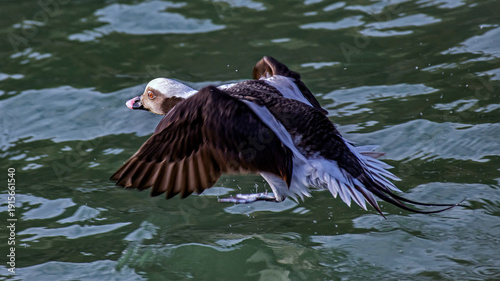The long-tailed duck 