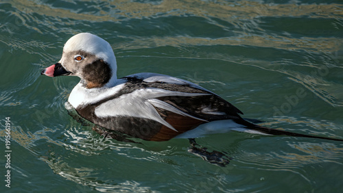 The long-tailed duck 