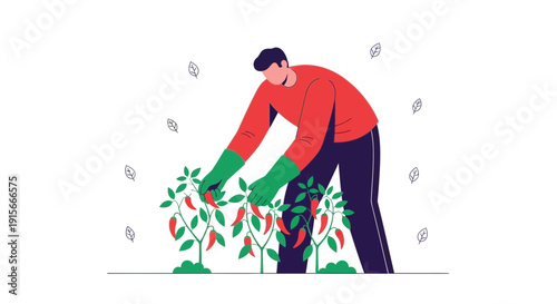 A Gardener Harvesting Ripe Chili Peppers From Plants With Illustration Style