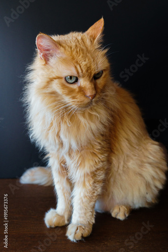 Grumpy Fluffy Orange Cat Portrait