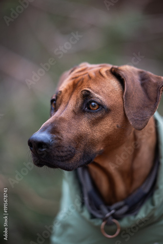 Foto Portrait eines schönen braunen Hundes