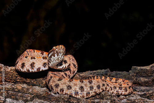 Фотография Western Pygmy Rattlesnake