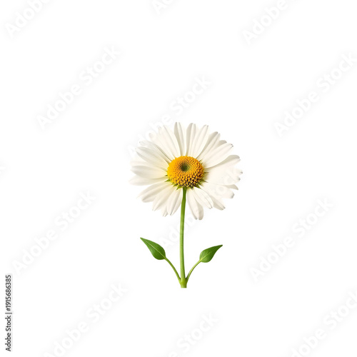 Wallpaper Mural White Daisy Flower Golden Center White Background Torontodigital.ca