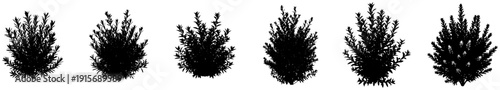 A set of different types of plants with varying shapes and textures, black, brush, bush, cypress tree, evergreen, hedge, plant, shrub, stem, tree, weed, against transparent background