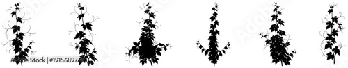 A set of vines with leaves and vines, black, branch, ivy, plant, stem, vine, weed, white, against transparent background