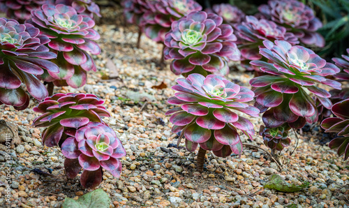 Photography Aeonium tree houseleek in the Gardens by the Bay, Singapore