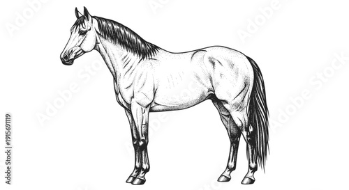 Monochrome drawing of a horse. Transparent background SVG version.