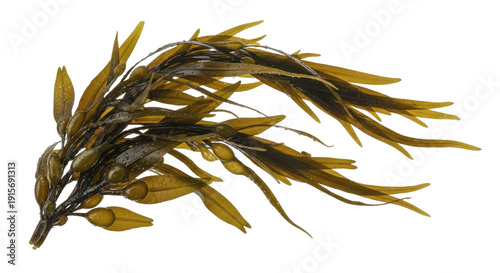 Close-up of a cluster of brown seaweed with long, slender, and vibrant leaves.