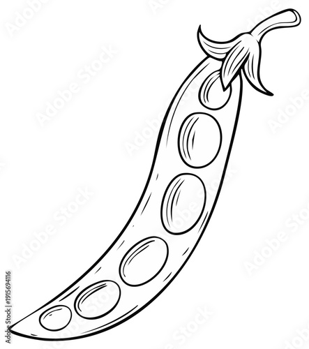 Outline of a single fresh pea pod with multiple peas inside, isolated on a white background.