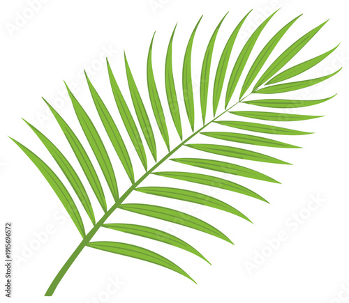 Green Palm Frond Illustration on White, Isolated Tropical Leaf for Design Element