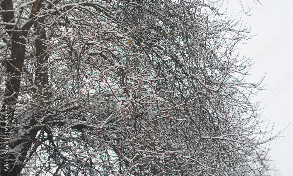 Obraz premium Snow-covered apricot tree