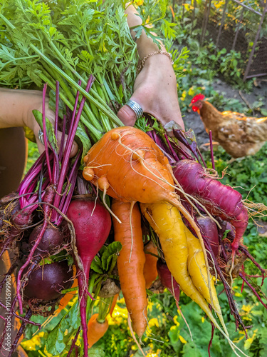 Принти на полотні A gardener holds a vibrant bunch of freshly harvested multicolored carrots and beets with leafy tops