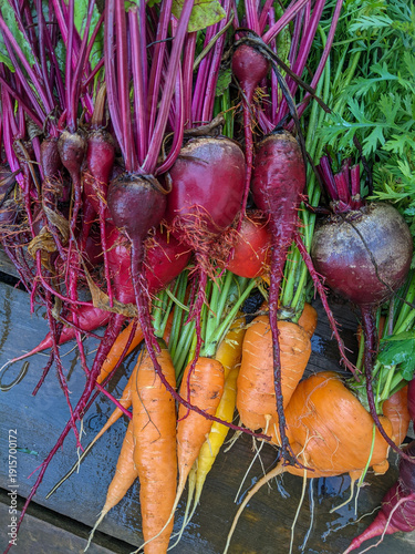 Colorful freshly harvested beets & heirloom carrots bunched & washed with greens & roots intact. Vibrant red, orange & yellow produce evokes organic gardening, farm-to-table cooking & seasonal harvest