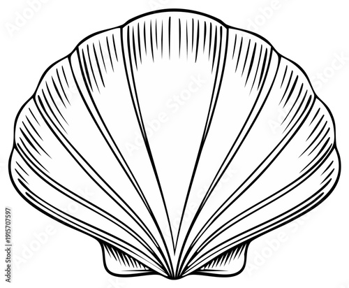 Seashell Outline Engraving Vintage Style, Shell Black and White Vector Illustration