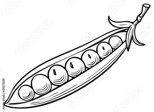 Single Open Pea Pod with Round Peas Inside, Outline Drawing