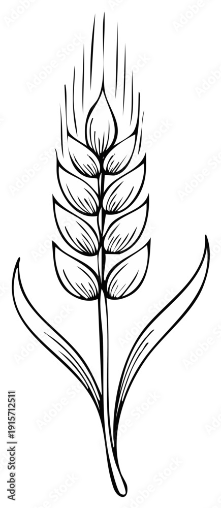 Obraz premium Line art illustration of wheat spike, grain plant with leaves