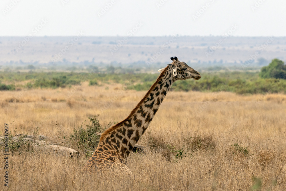 Obraz premium Masai Giraffe laying down and resting in Amboseli National Park in East Africa Kenya KEN