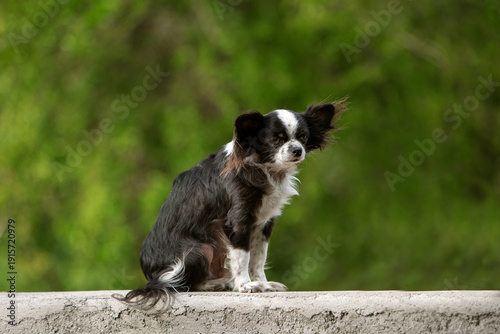 Senior Chihuahua Dog Sitting Outdoors on Green Natural Background