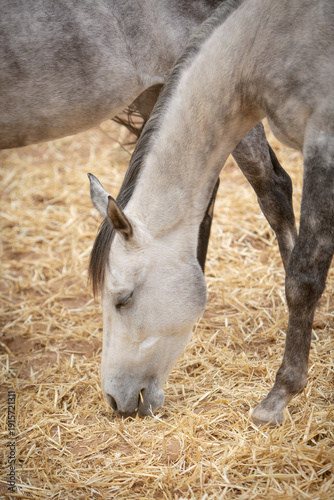 Gray Horse Eating Hay Close Up Portrait in Stable