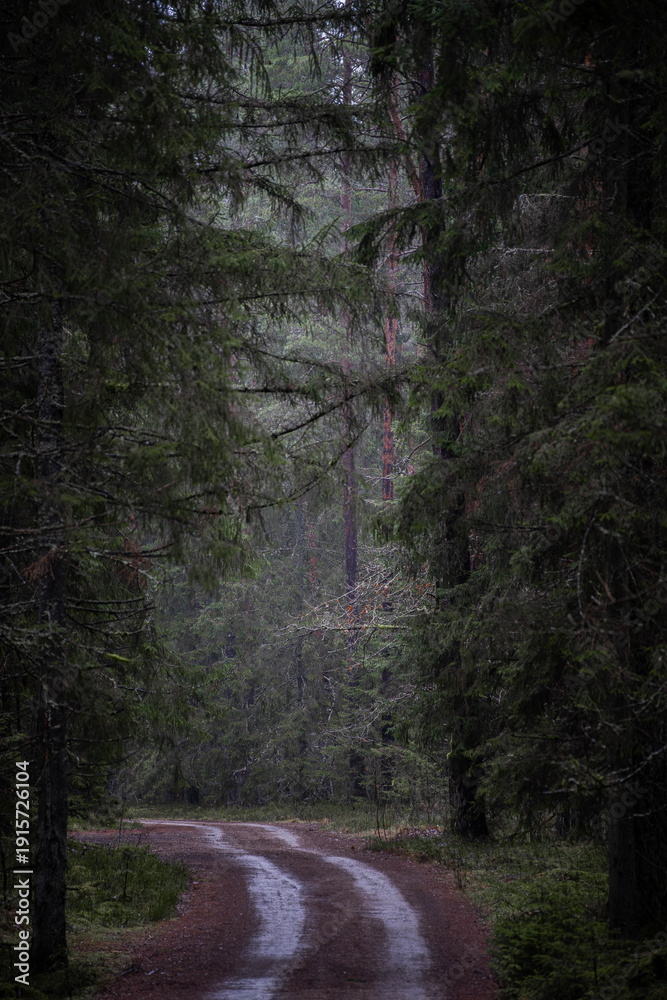 Obraz premium Forest Road through Dense Green Woodland