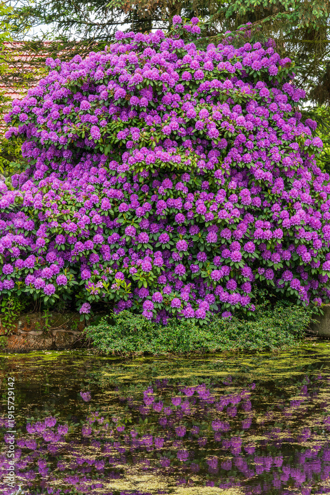 Obraz premium Large blooming rhododendron with vivid purple flowers growing beside quiet pond. Bright blossoms mirrored in still water. Serene spring landscape, natural floral background.