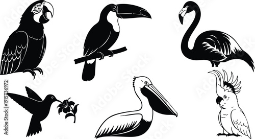 Flat vector silhouette collection of tropical birds including parrot toucan flamingo hummingbird pelican cockatoo arranged on white background simple isolated