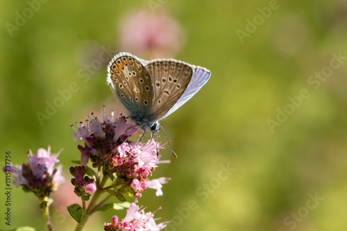 Argus bleu --- Azuré commun (Polyommatus icarus)
Polyommatus icarus on an unidentified flower or plant