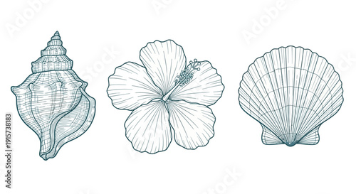 A serene illustration of seashells and a hibiscus flower, showcasing oceanic beauty and tropical charm.