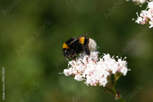 Bourdon terrestre (Bombus terrestris)
Bombus terrestris on an unidentified flower or plant
