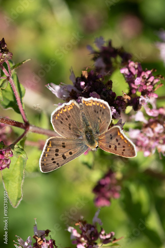 Cuivré fuligineux --- Argus myope (Lycaena tityrus)
Lycaena tityrus in its natural element
