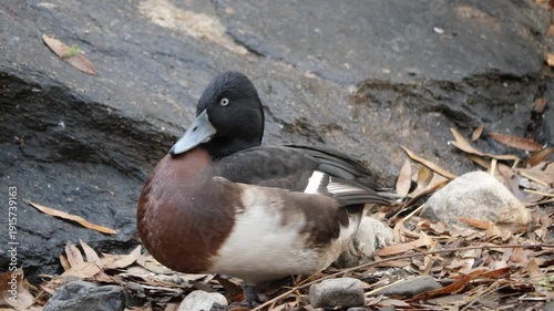 Baer's pochard