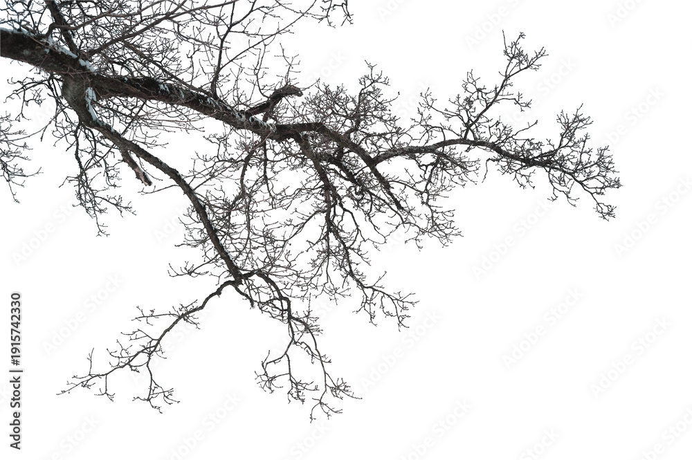 Fototapeta premium Bare winter tree branch isolated on transparent background