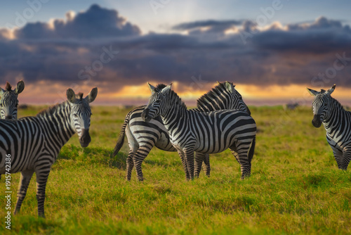 zebras in the savannah, Zebras in Africa, Kenya, Amboseli