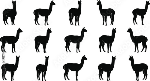 Alpaca llama silhouette collection, farm animal poses set, domestic livestock mammals, Andean wildlife vector illustration isolated bundle