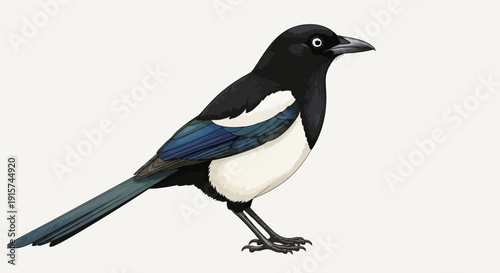 A magpie standing on one leg, showcasing its black and blue feathers, in a profile view, against a plain white background as an illustration.