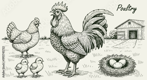 Farmyard scene with rooster, hens, and chicks standing near a nest with eggs, barn in the background, illustrated in a sketch style