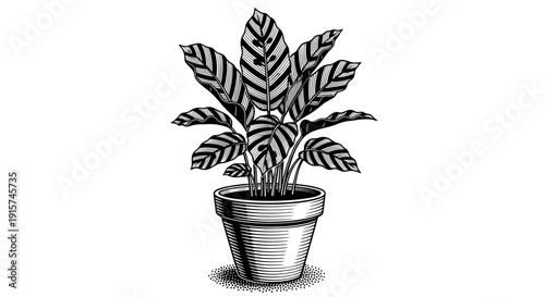 A potted plant with large leaves is depicted in a simple illustration from a front viewpoint.