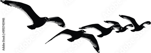 Flying seagull silhouette set, ocean bird flock in flight, spread wings wildlife vector illustration, isolated coastal animal clipart collection