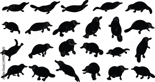 Platypus silhouette set, swimming and walking poses, Australian wildlife monotreme animal vector illustration, isolated mammal clipart collection bundle
