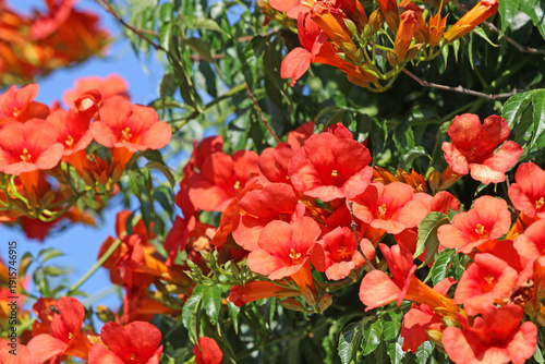 Trumpet Vine flowering in summer	