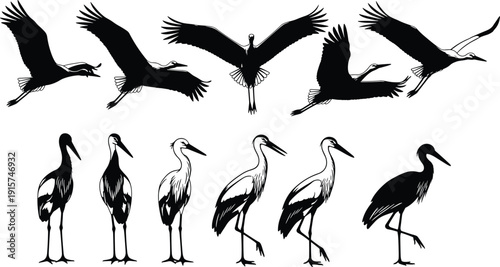 Stork bird silhouette set, flying and standing poses, long leg wading wildlife vector illustration, isolated crane clipart collection