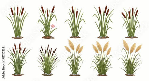 Fotografija Collection of assorted cattail plants in various stages of growth and bloom depi