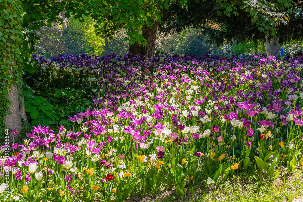 Obraz premium The Tulip Festival