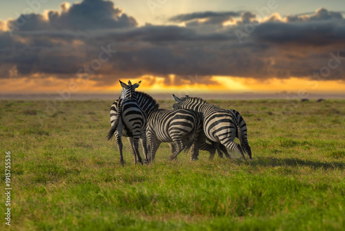 zebras in the savannah, Zebras in Africa, Kenya, Amboseli