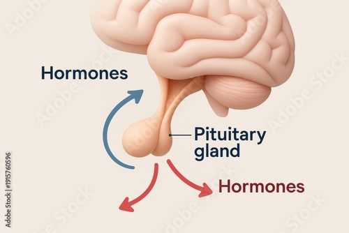 Hormonal regulation and the pituitary gland understanding brain functions in the human body