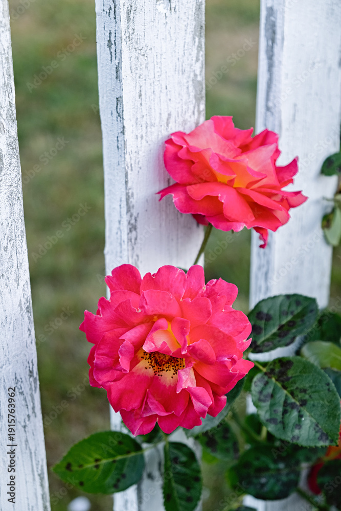 Fototapeta premium pink rose flower closeup on white wooden fence in summer garden