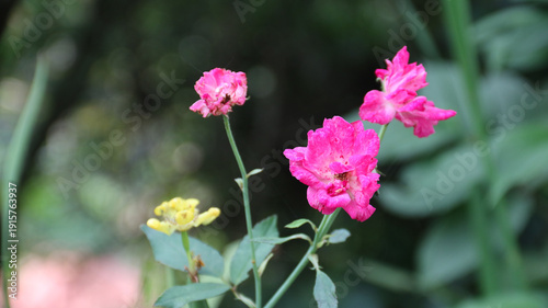 Fotografía Pink rose in the garden