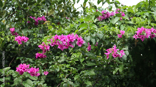 Wallpaper Mural Beautiful Bougainvillea or bougenville flowers in the garden Torontodigital.ca